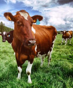 Medium Term Ley with Hybrid Ryegrass Seed