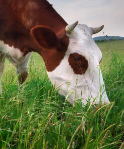 Hybrid Ryegrass Clover Mix For Cutting or Grazing