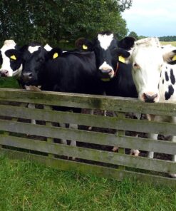 Long Term Cut or Graze