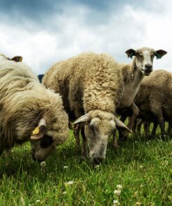 Herbage Seeds For Light Land