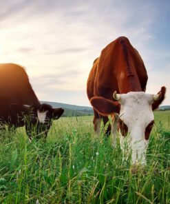 Permanent Grassland (AG1)