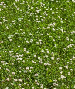 White Clover for Over Seeding Grazing