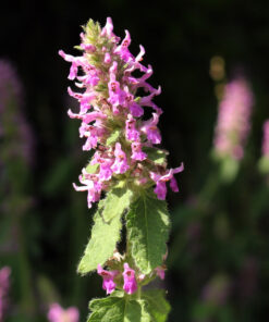Alternative view of 1.00 Kg Wildflower Seed Sandy Soil (WFS4)