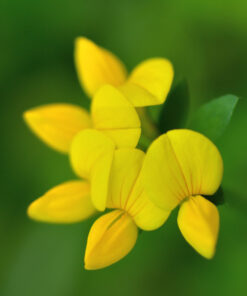 Wildflower Seed for Sandy Soil