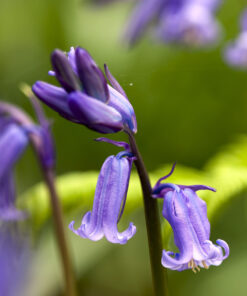 Wildflower Seed for Woodland Glade