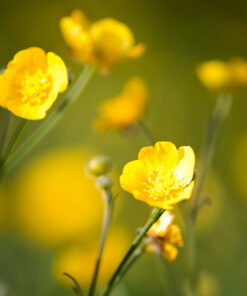 Alternative view of 1.00 Kg Wildflower Seeds for Dry Soil (WSF6)