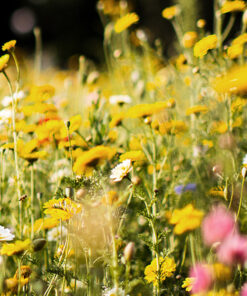 WILDFLOWERS