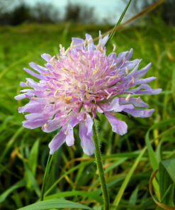 BULK Wildflower Seed for Chalk Soil