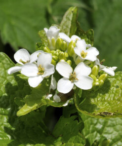 Alternative view of 1.00 Kg Wildflower Seeds for Woodland Glade (WFS7)