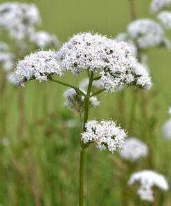Alternative view of 1.00 Kg Wildflower Seeds for Chalk (WFS5)