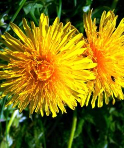 Alternative view of 1.00 Kg Diverse Wildflower Seeds (WFS2)