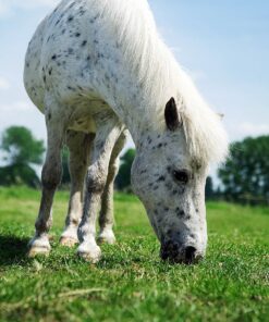 Quality Horse Pasture Seed