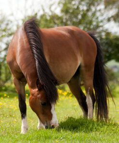 Equine Grazing Pasture Seed With Herbs