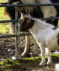 Equine Gateway Repair Seed