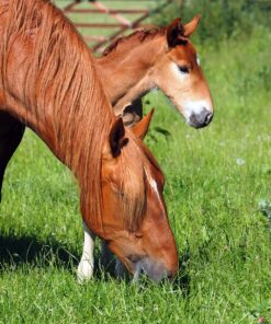 No Ryegrass Equine Grazing With Pasture Herbs