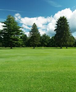 Bulk Suppliers of Cheap Grass Seed