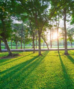 Low Maintenance Grass Seed Without Ryegrass