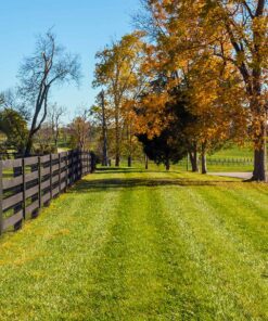 UK Supplier of Drought Resistant Lawn Seed