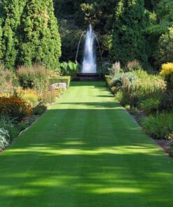 Best Quality Lawn Seed Without Ryegrass