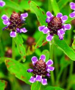 Wildflower Seed for Clay Soil