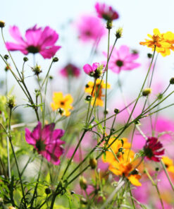 BULK WILDFLOWER SEEDS