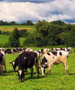 CUTTING & GRAZING GRASS