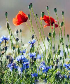 Annual Wildflower Seeds