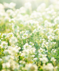 AGRICULTURAL CLOVER SEED