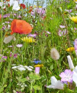 WILDFLOWER MEADOW SEEDS