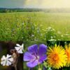 Diverse Wildflower Meadow Seeds