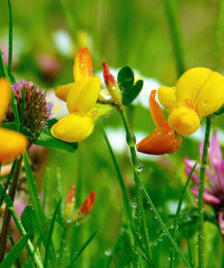 WILDFLOWER LAWN SEED - DIVERSE MIX