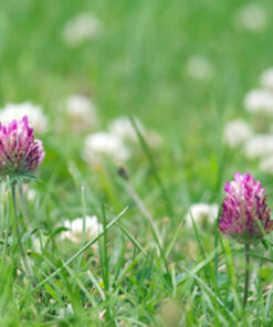 COTTAGE LAWN SEED WITH RED & WHITE CLOVER SEEDS