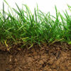 Soil Stabiliser Seed Mix GSS-BL10