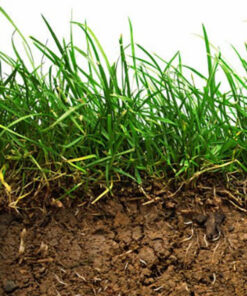 Soil Stabiliser Seed Mix GSS-BL10